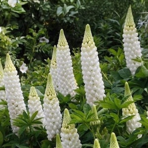 Pode incluir: Um grupo de flores de tremoço altas e cónicas com pétalas brancas densas em forma de ervilha e pontas verde-pálidas. As flores estão rodeadas por uma folhagem palmada verde-escura exuberante, criando uma exibição botânica texturizada.