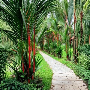 May include: A pathway through a tropical garden lined with vibrant red palm tree trunks and lush green foliage. The path is made of concrete and leads into the distance, creating a sense of depth and tranquility. The scene is bathed in natural light.