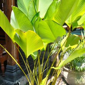 Calathea seeds - Etsy.de