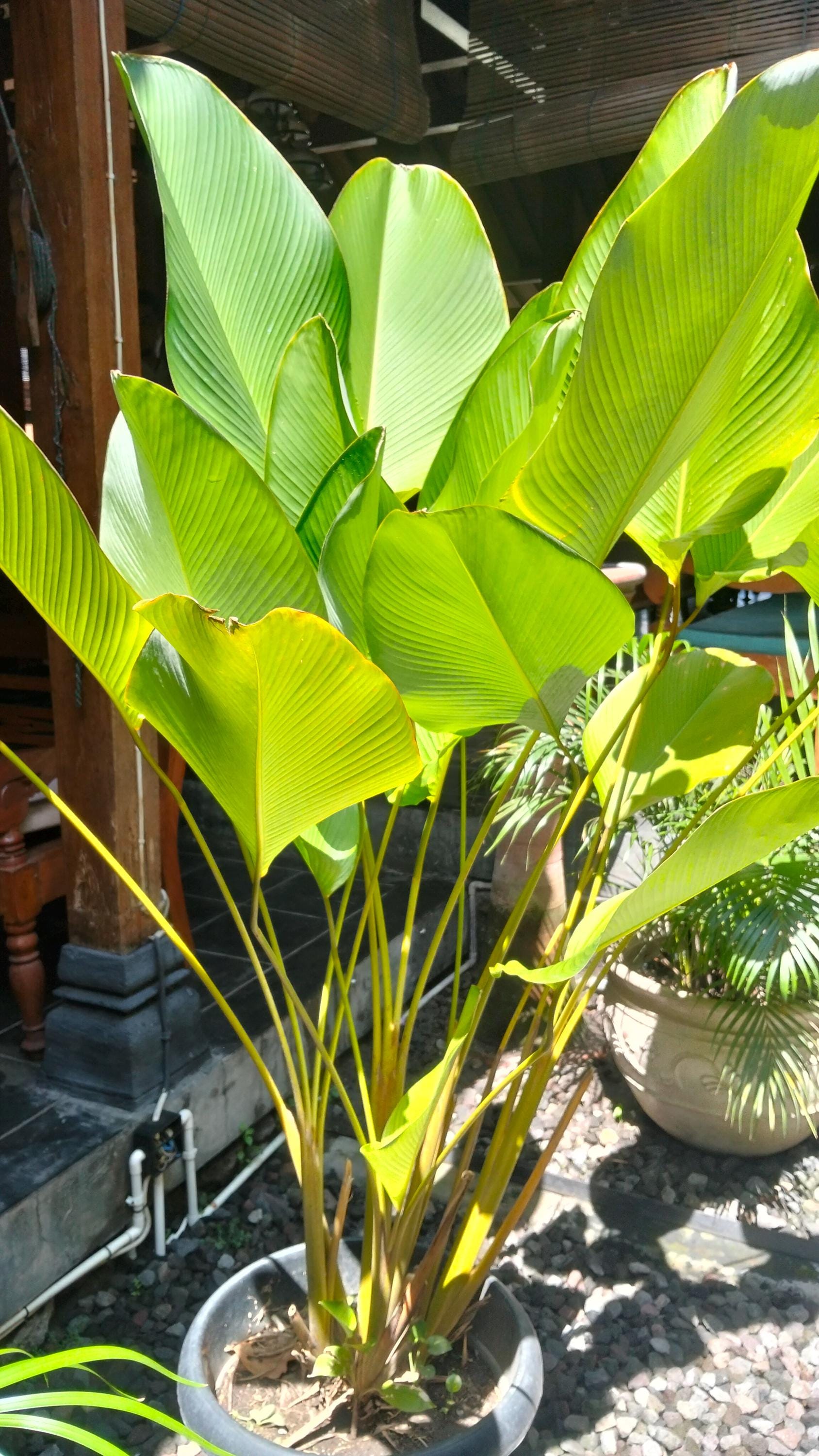 Calathea seeds - Etsy Italia