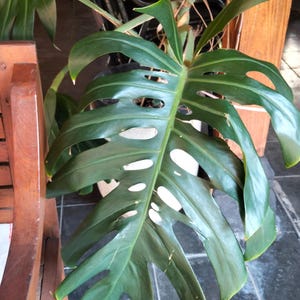 Monstera Deliciosa Swiss Cheese Plant 5 Organic Split Leaf Philodendron Live Trep, Tropical Indoor