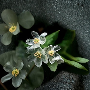 Skeleton Flower Seed - Etsy Israel