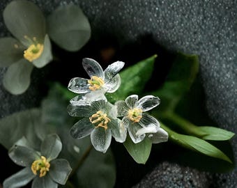 Skelet bloemzaden 20st, Diphylleia Grayi Woodland vaste plant voor schaduwtuin planten