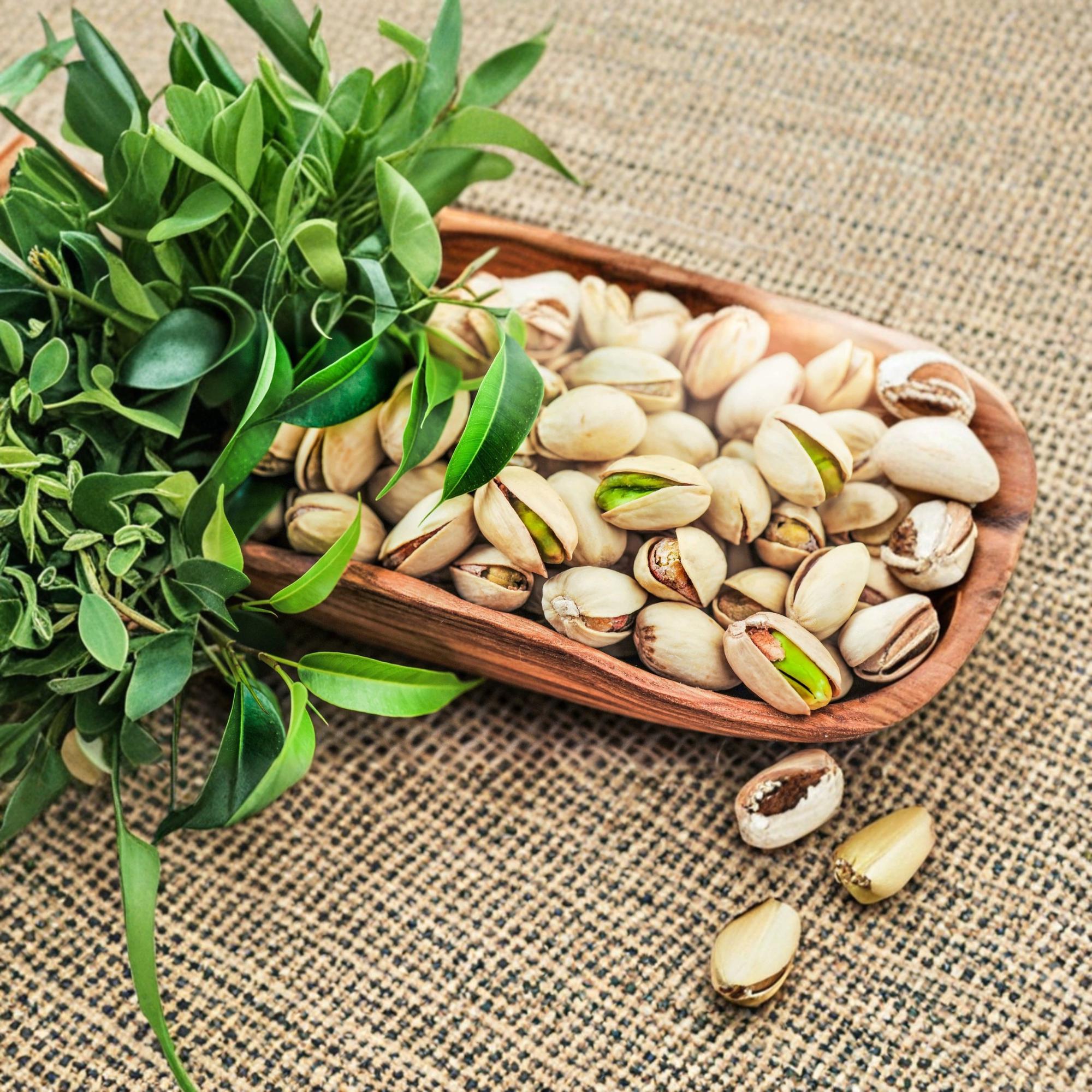 ピスタチオの木の種 - Etsy 日本