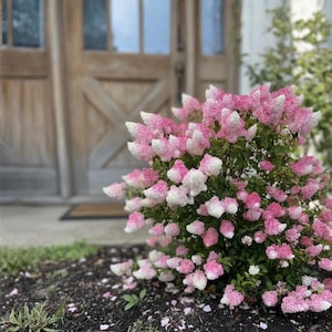 May include: A vibrant bush with pink and white flowers, set against a blurred background of a wooden door and a dark mulch bed. The flowers transition from pink to white, creating a gradient effect. The overall scene suggests a garden setting.
