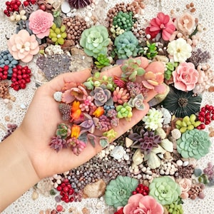 May include: A collection of colorful, miniature succulent plants in various shades of green, pink, orange, and purple. The succulents are arranged with small stones and red berries, creating a vibrant and natural display. Some are held in a hand.