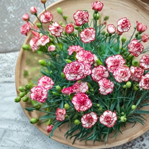 Puede incluir: Un cuenco de madera lleno de claveles rosas y blancos. Las flores tienen pétalos rizados con bordes rojos y están rodeadas de hojas y capullos verdes. El arreglo es una exhibición floral natural.
