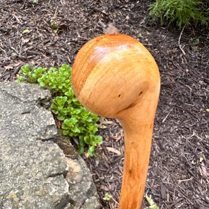 May include: A polished wooden walking stick featuring a large, rounded, bulbous handle carved from a single piece of light brown wood with visible natural grain patterns and a smooth, glossy finish that curves into a sturdy, cylindrical shaft.