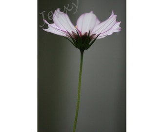 Cosmos No.19 - Original Photographic Print (8 x 12 in - other sizes on request)