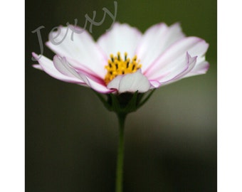 Cosmos No.5 - square fine art photographic print (12x12 in - other sizes on request)