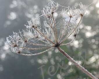 Frosty Morning Seed Heads - Original Photographic Print