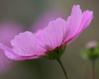 Cosmos No.1 - Fine Art floral photography (8x12 in - other sizes on request)