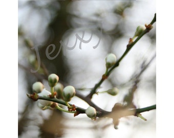 Hawthorn buds, Spring is in the air - Original Photographic Print (12x12 in - other sizes on request)