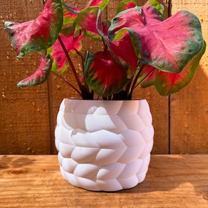 May include: A potted Caladium plant with vibrant red and green leaves. The plant is in a white, textured pot with a unique, geometric design. The pot sits on a wooden surface, with a wooden background.