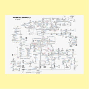 Könnte beinhalten: Ein weißes Poster mit dem Titel METABOLIC PATHWAYS BY: EVANS LOVE, das ein komplexes schwarz-weißes Diagramm biochemischer Reaktionen zeigt. Die Grafik enthält zahlreiche miteinander verbundene chemische Strukturen, Pfeile und Textbeschriftungen.