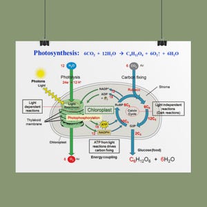 May include: A white educational poster titled Photosynthesis displaying a chemical equation and a diagram of a chloroplast. It illustrates light-dependent reactions, the Calvin cycle, carbon fixing, and photophosphorylation with arrows and text labels.