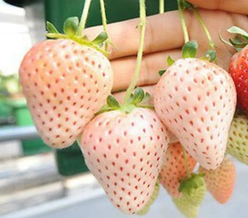 500 Seeds White Alpine Strawberry Fragaria Vesca Pineberry Etsy