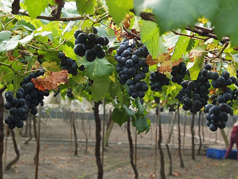 Organic Heirloom 5 Seeds Taiwan Kyoho Grape Grapes Seeds Rare Etsy