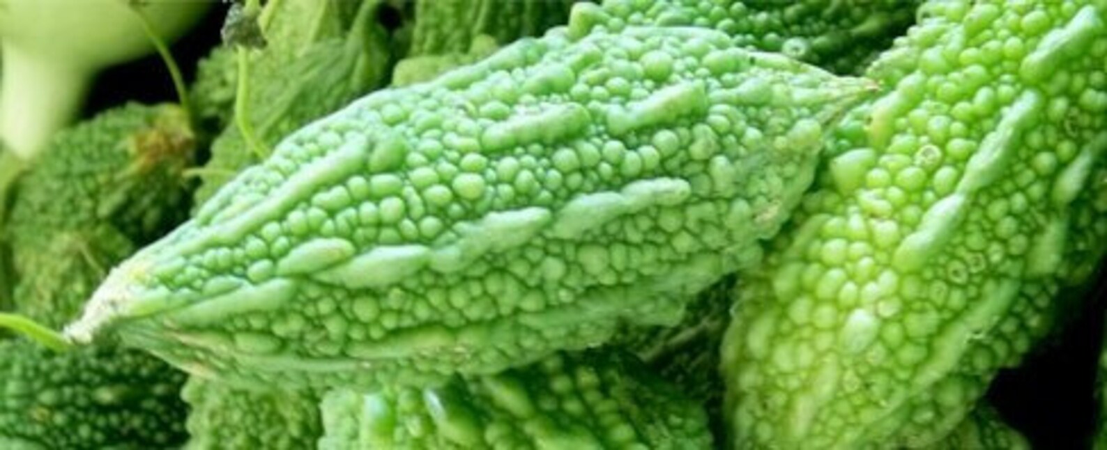 Organic Heirloom Chinese Bitter Gourd 50 seeds Bitter Melon Etsy