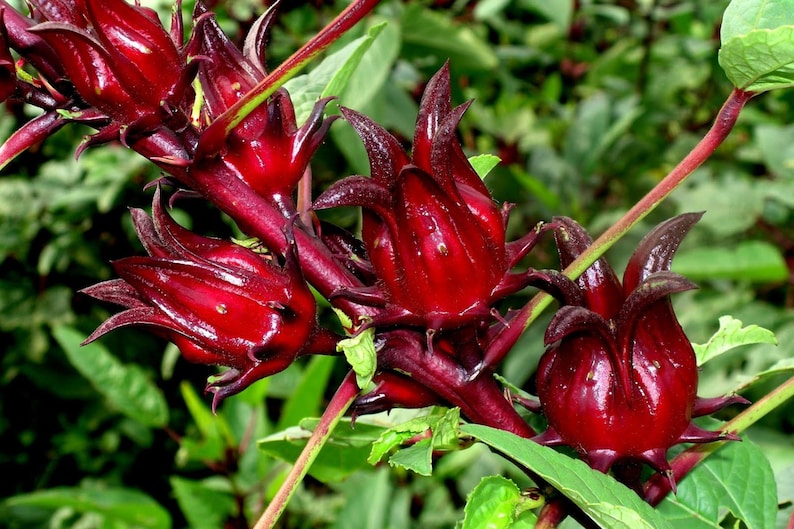 180 Seeds Roselle Hibiscus sabdariffa Herb Jamaica Sorrel Red Etsy