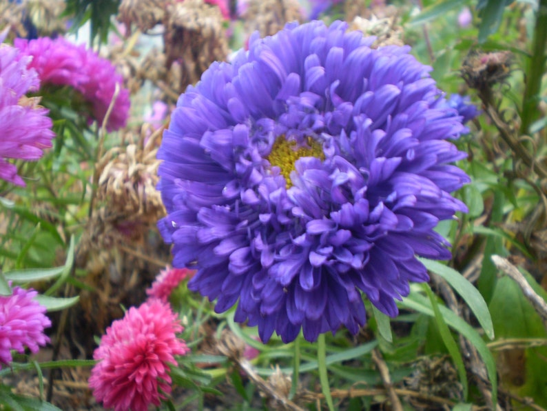 60 Samen Annuel Aster Matsumoto Gemischte