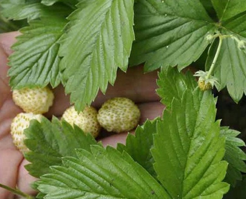 500 Seeds White Alpine Strawberry Fragaria Vesca Pineberry Etsy