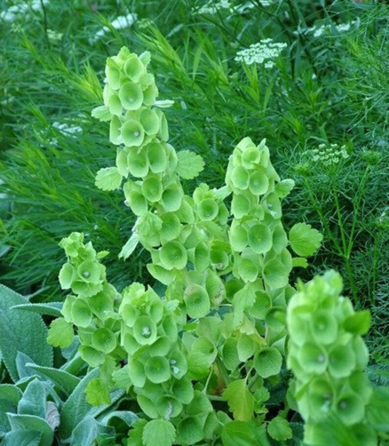 Heirloom 150 SEEDS Irish Bells of Ireland Moluccella Laevis Etsy