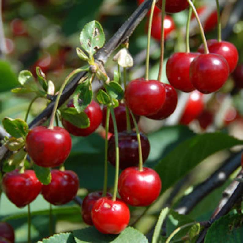 Heirloom 25 Seeds Cherry Tree Shrub Seeds cherrytree Edible Etsy