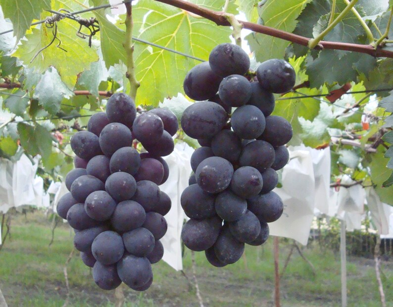 Organic Heirloom 5 Seeds Taiwan Kyoho Grape Grapes Seeds Rare Etsy