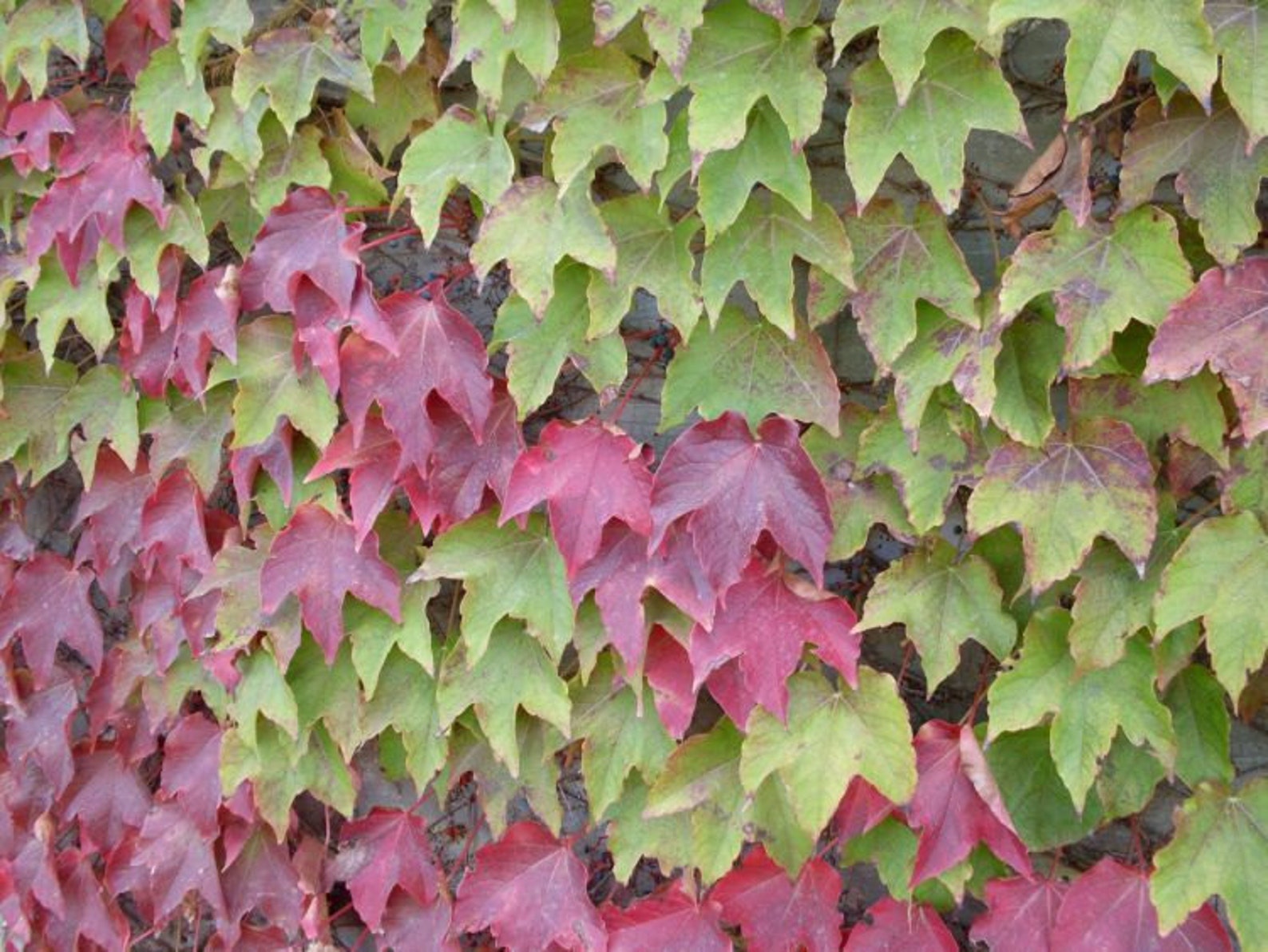 Heirloom 100 Seeds Boston Ivy Vine Virginia creeper Etsy