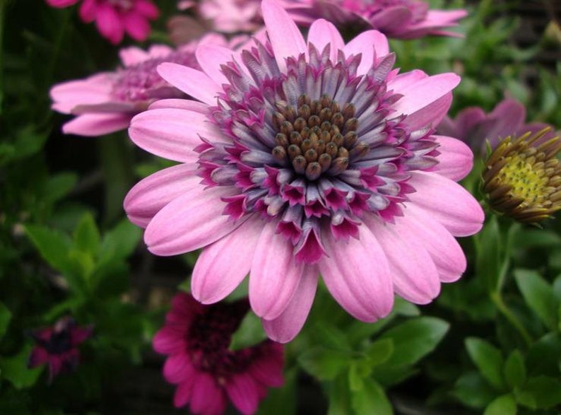 PERENNIAL FLOWER OSTEOSPERMUM ECKLONIS SKY AND ICE 600 FLOWER SEEDS