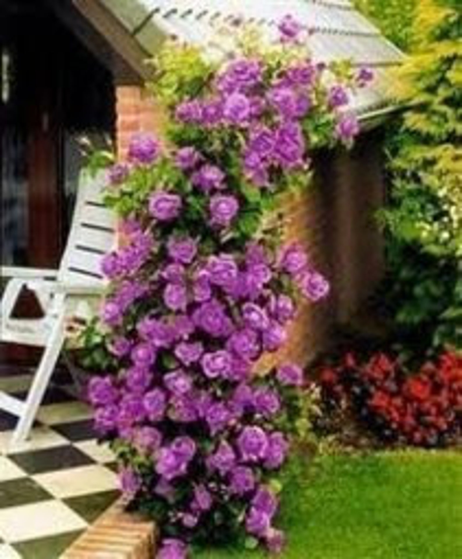 Heirloom 300 Climbing Rose Seeds Climber Purple Perennials Etsy