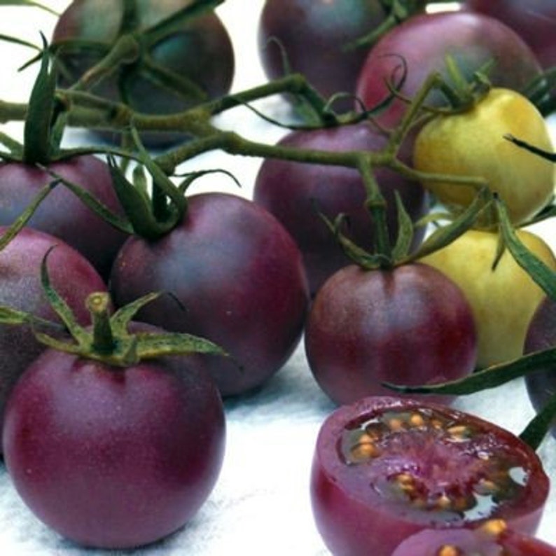 40 Organic Seeds Cherry Purple Tomato Seeds Blue Fruit Indigo Etsy