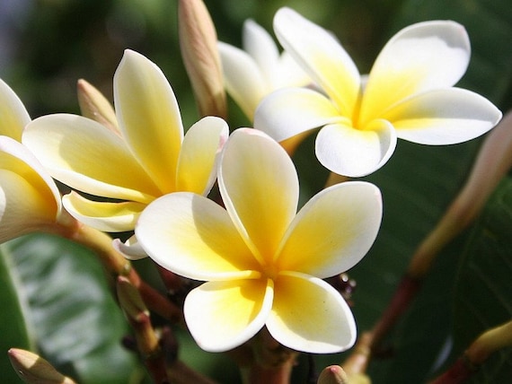 Heirloom 5 Seeds Plumeria alba Yellow White Flower Garden Frangipani Small Tree Shrub T026