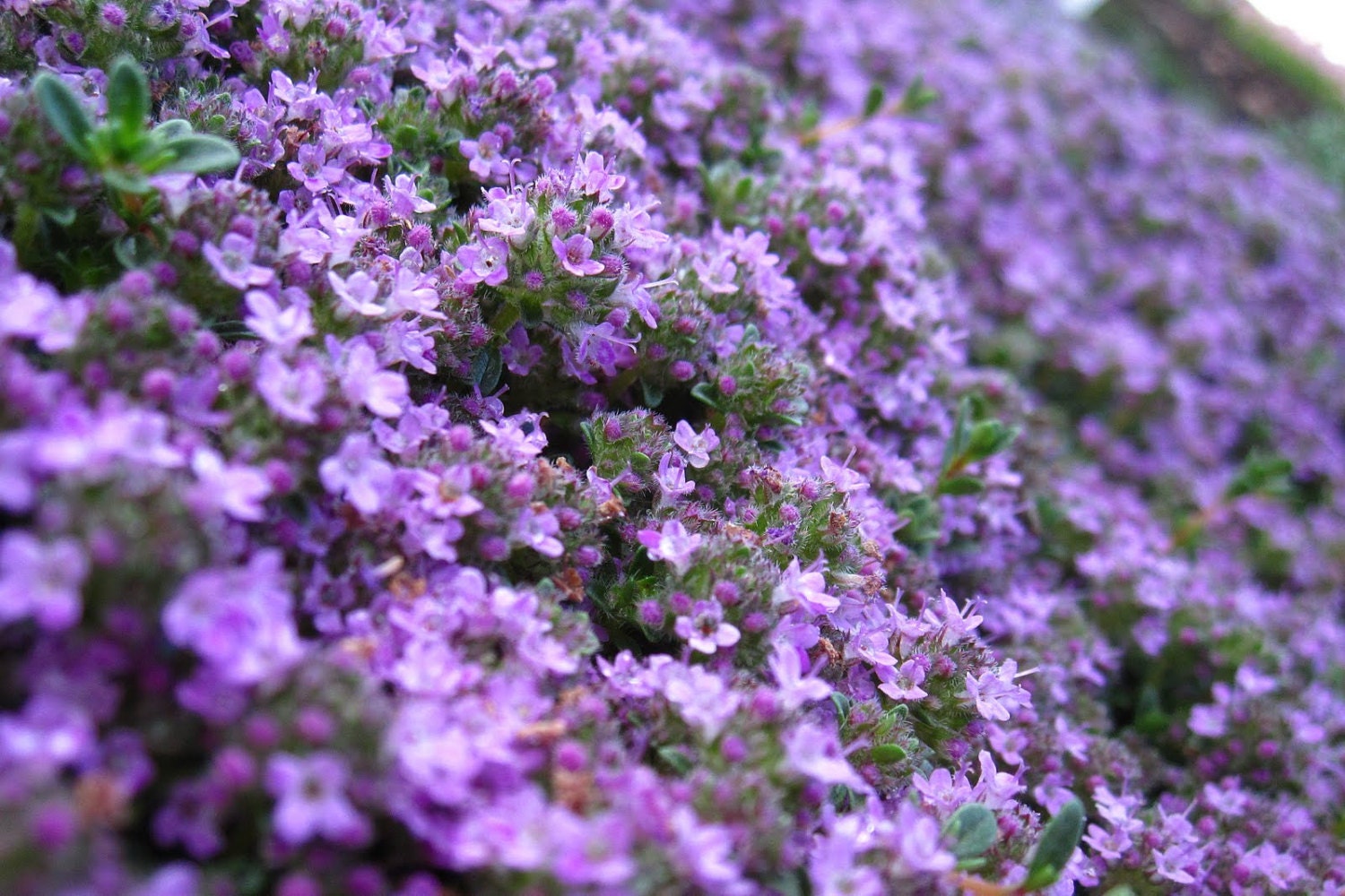 Heirloom 200 Seeds Thyme Thymus Serpyllum Purple Herbs Etsy