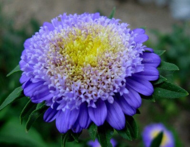 60 Samen Annuel Aster Matsumoto Gemischte