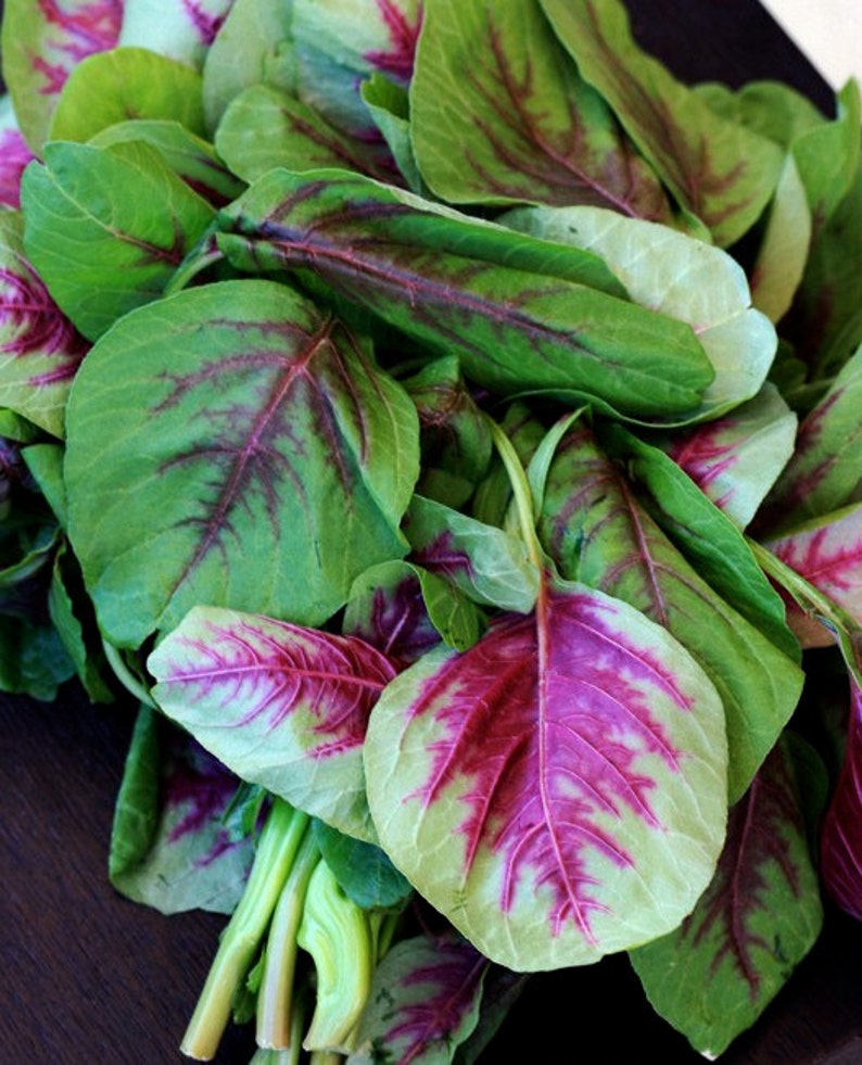 Organic Heirloom 3600 Seeds Amaranth Chinese Spinach Red Etsy