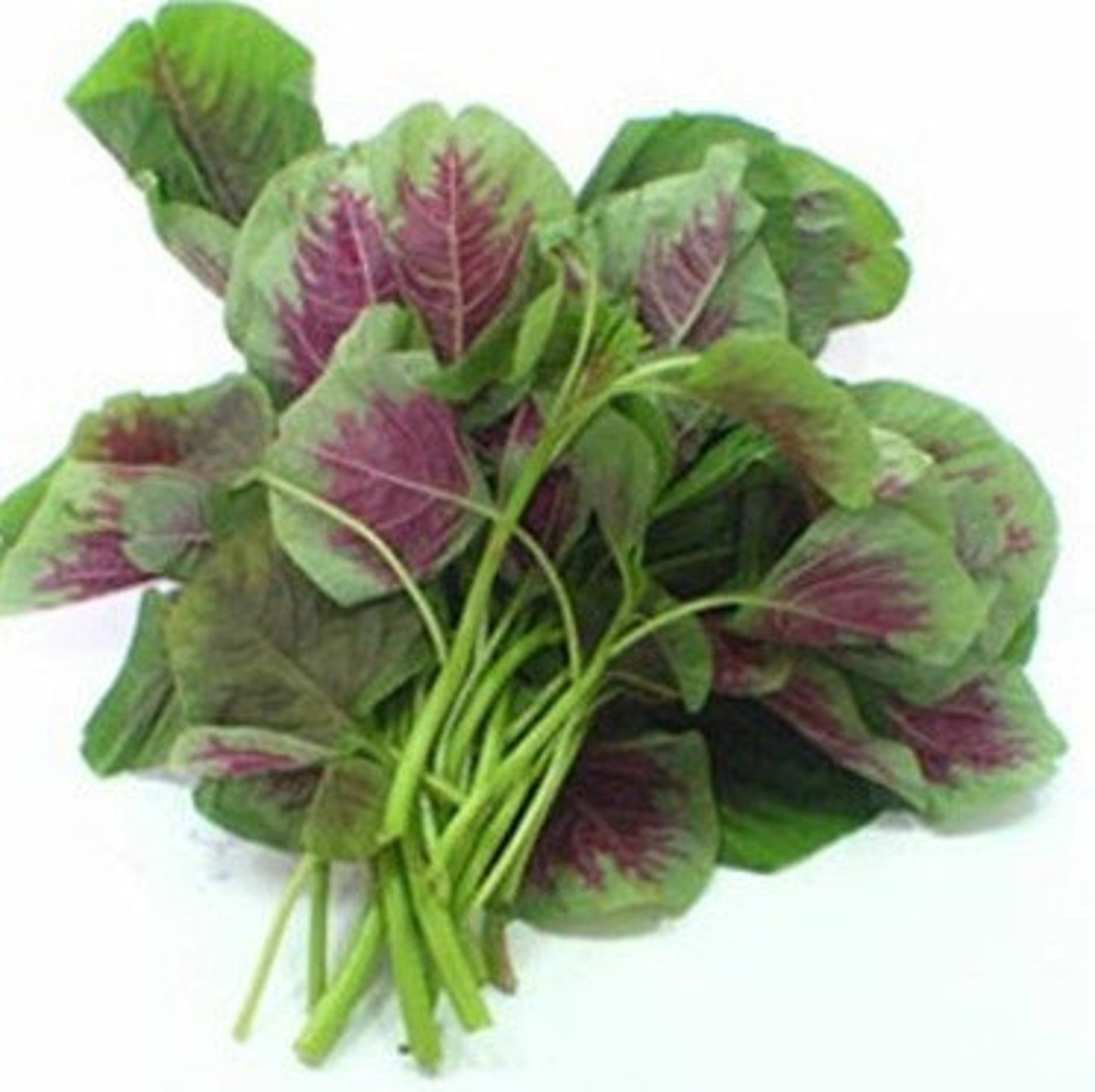 Organic Heirloom 3600 Seeds Amaranth Chinese Spinach Red Etsy