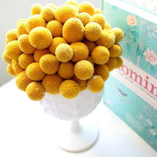 Heirloom 400 Seeds Craspedia Globosa Drumstick Perennial Billy Buttons Garden Yellow Flower Bulk seeds B1013