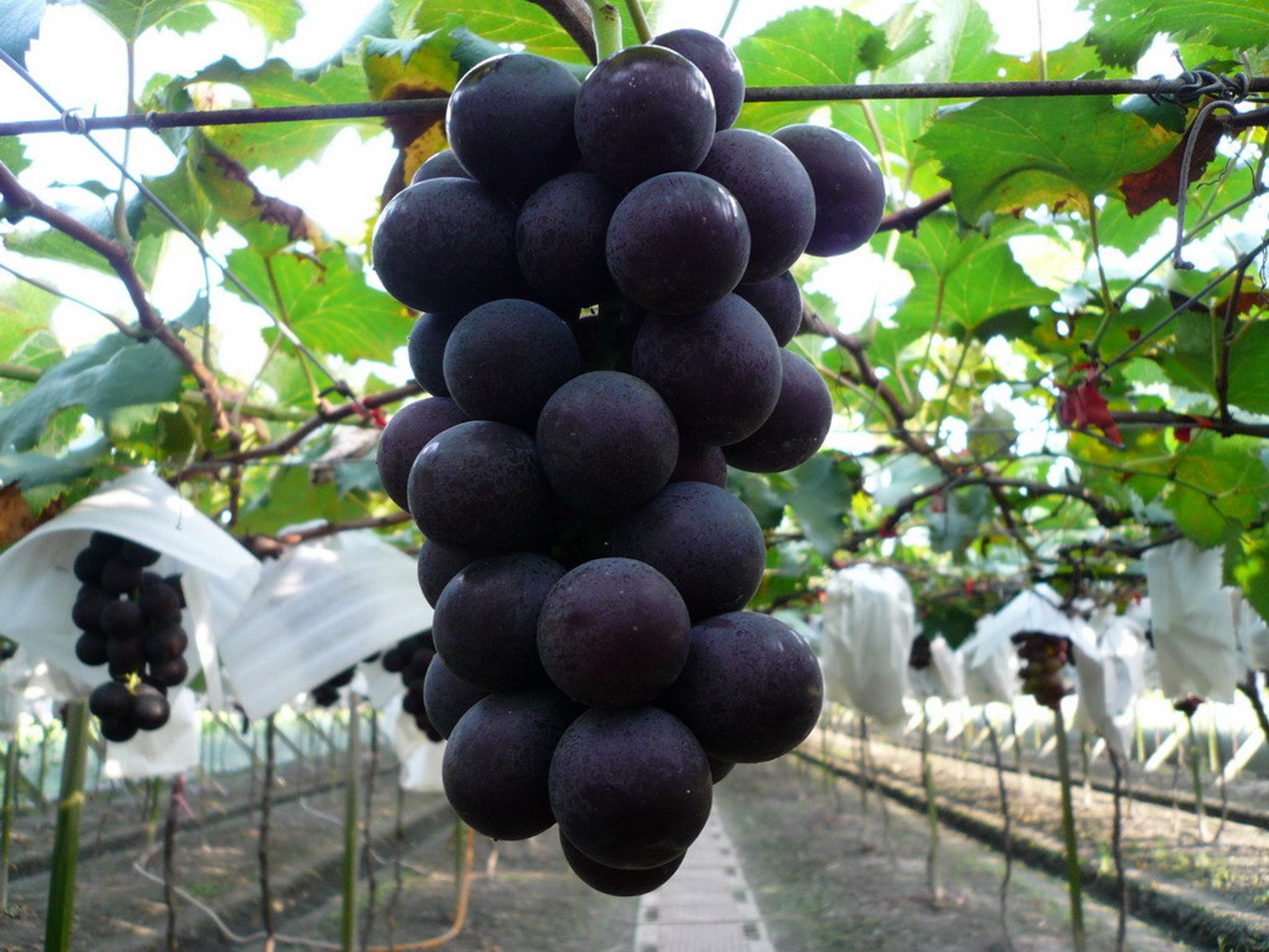 Organic Heirloom 5 Seeds Taiwan Kyoho Grape Grapes Seeds Rare Etsy