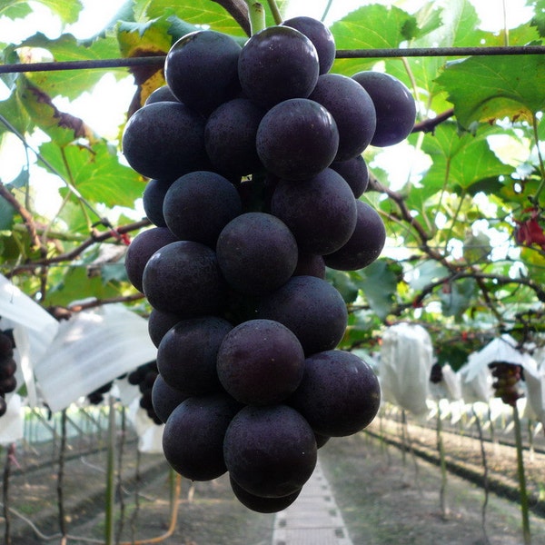 Organic Heirloom 5 Seeds Taiwan Kyoho Grape Grapes Seeds Rare Deep Purple Sweet Giant Vine Plant F98
