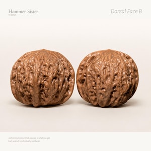 May include: Two brown walnuts with highly textured, irregular shells are positioned side by side. The text Hammer Sister, TC60501, and Dorsal Face B appear at the top, while the text Authentic photos. What you see is what you get. Each walnut is individually numbered. appears at the bottom.