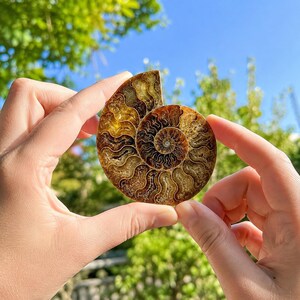 May include: A polished ammonite fossil specimen featuring a spiral shell with intricate, wavy chamber patterns in shades of amber, golden yellow, and dark brown. The fossil displays a translucent quality with visible internal septa lines.