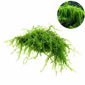 May include: A vibrant green aquatic moss with delicate, feathery fronds that spread outward in a dense, bushy cluster. A circular inset shows the same bright green moss attached to a dark brown piece of driftwood, highlighting its texture.