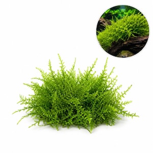 May include: A vibrant green aquatic moss plant with delicate, feathery fronds arranged in a dense, bushy cluster. A circular inset shows the same bright green moss growing on a dark brown piece of driftwood in an underwater environment.