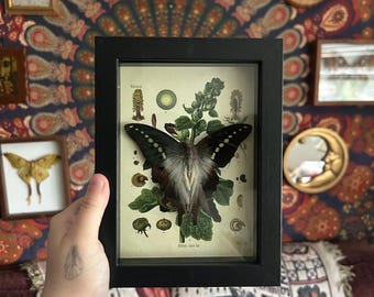 Graphium cordus “olive triangle” specimen + Althaea rosea “hollyhock” print in black shadow box