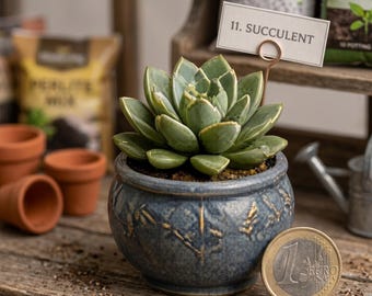 1:12 Dockhus Suckulentväxt STL, Miniatyr Echeveria, Glaserad Krukad Botanisk