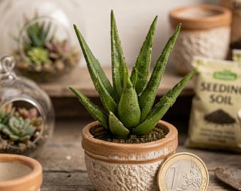1:12 Dockhus Aloe Vera-växt STL, Miniatyr Suckulent, Rustik Krukad Botanisk