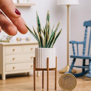 May include: Miniature potted snake plant with green and yellow leaves in a white, ribbed planter. The planter sits on a wooden stand with four legs. A one Euro coin is in the foreground. The background includes a blue rocking chair and a lamp.
