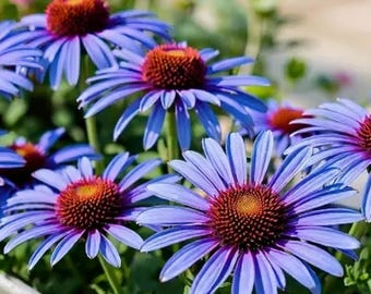 800 semi misti di echinacea / Fiore selvatico perenne, fioriture per giardini che attirano gli impollinatori